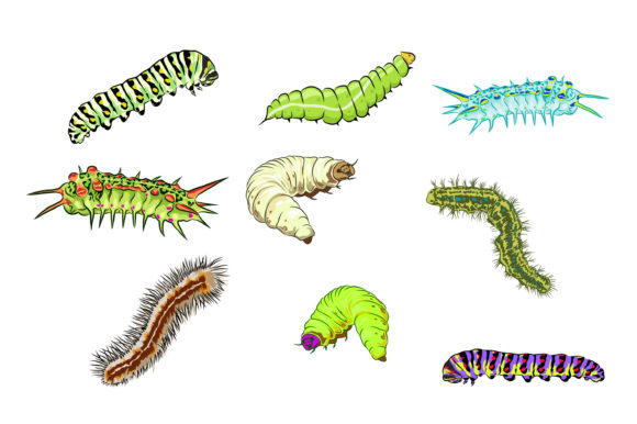 Colorful Caterpillars Graphics for Local Branding