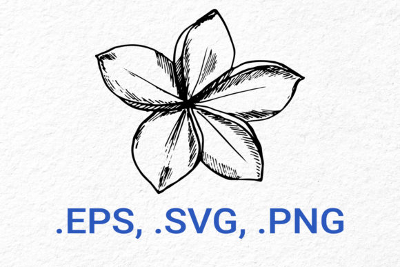 Frangipani Flower Sketch: A Graphic Asset for Warm, Organic Design