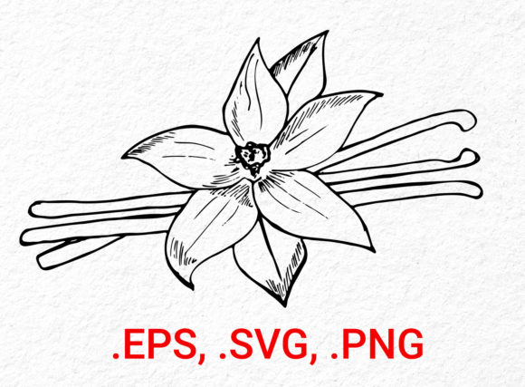 Vanilla Flower Sketch Graphics